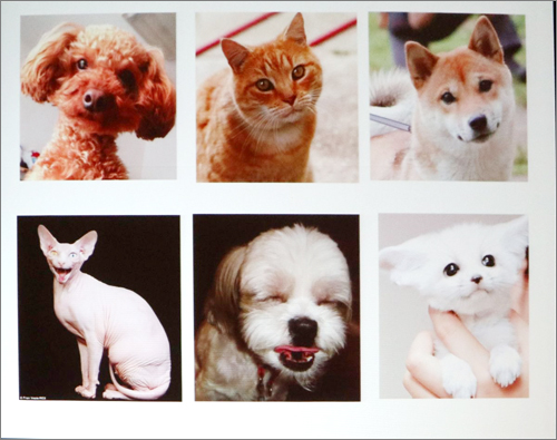 犬・猫の画像認識